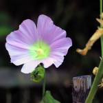 Macro 3