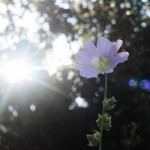 Macro 7